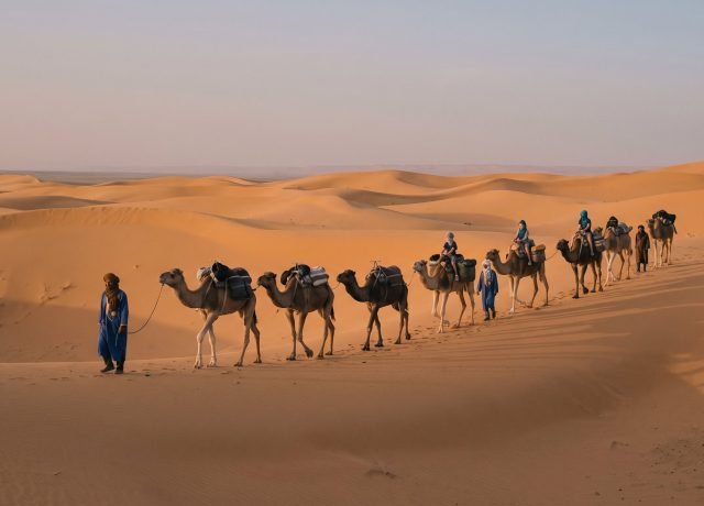 Camel caravan walking across the golden Foum Tizza sand dunes at dusk